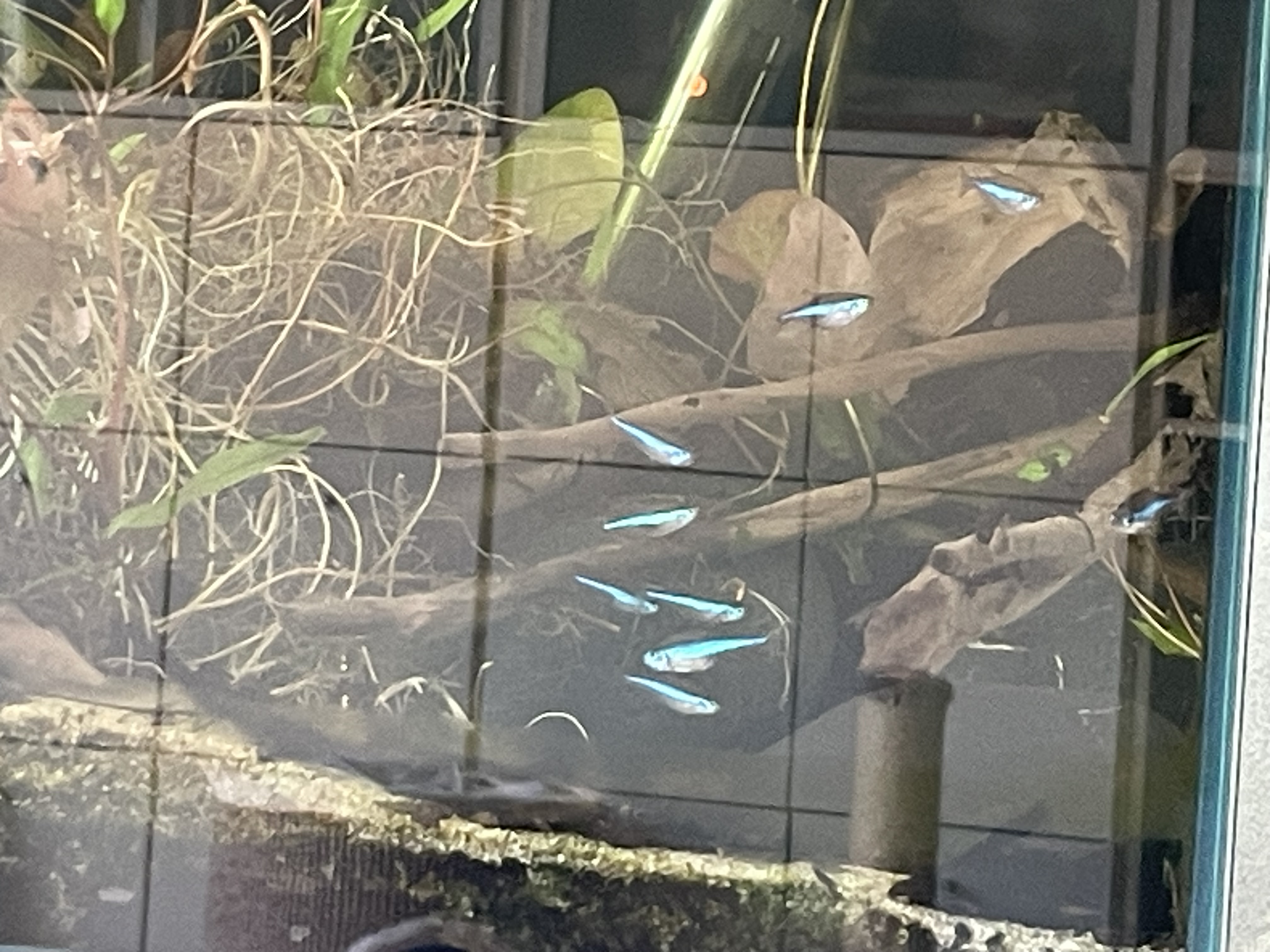 IMG_4133.jpeg