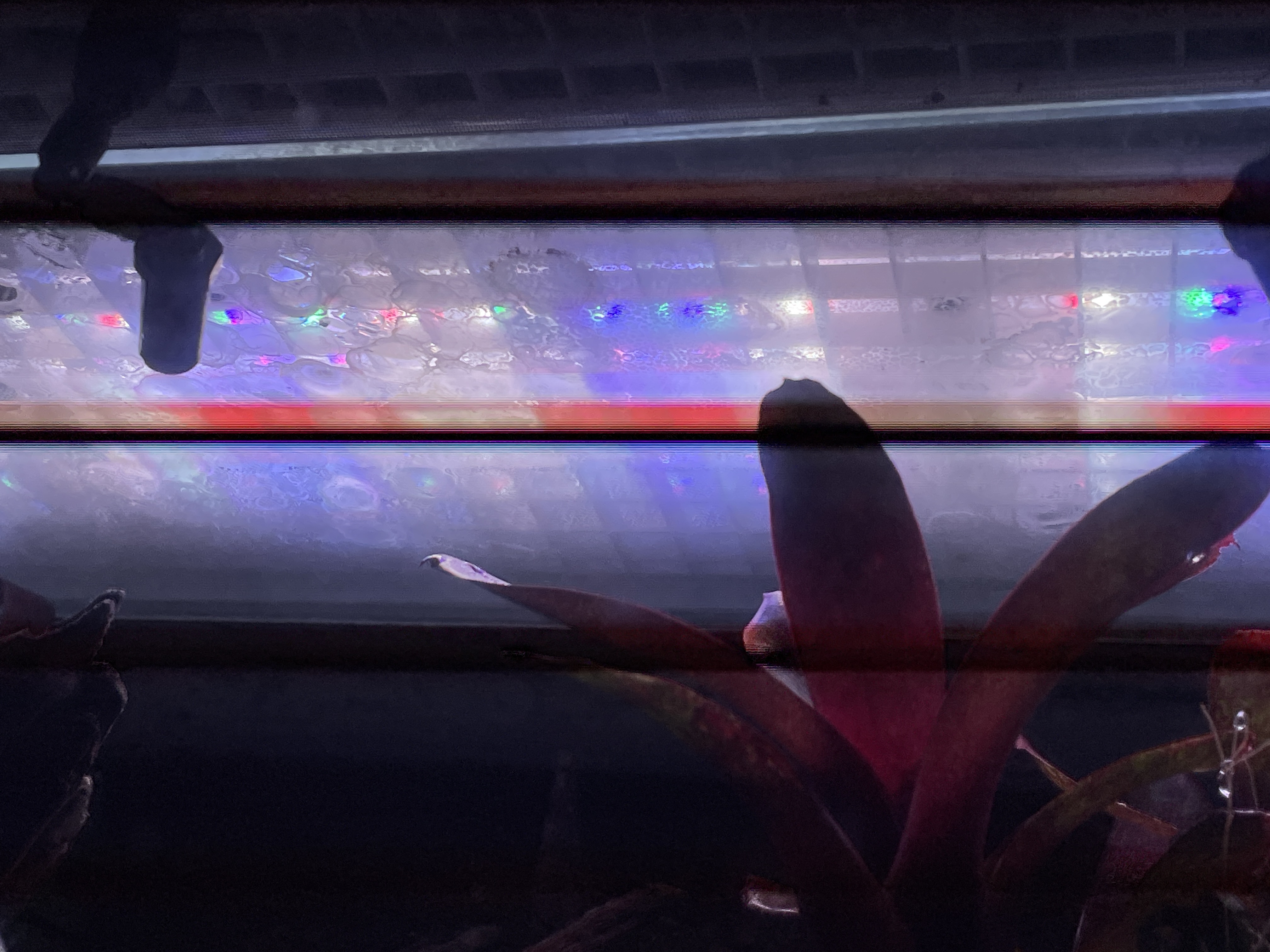 IMG_4819.jpeg
