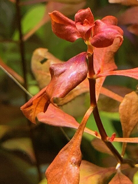 IMG_6958.jpg