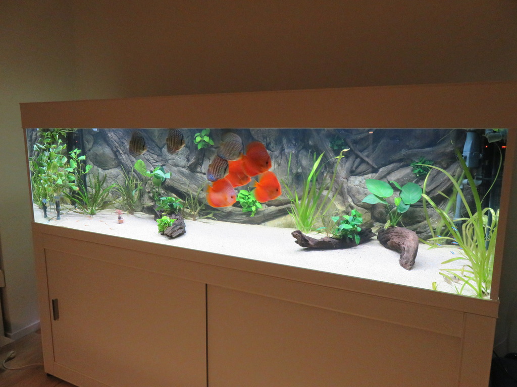 Wederzijds onze Suradam ombouw van Discus naar gezelschaps aquarium (200x60x55) van Mike_vld |  AquaForum
