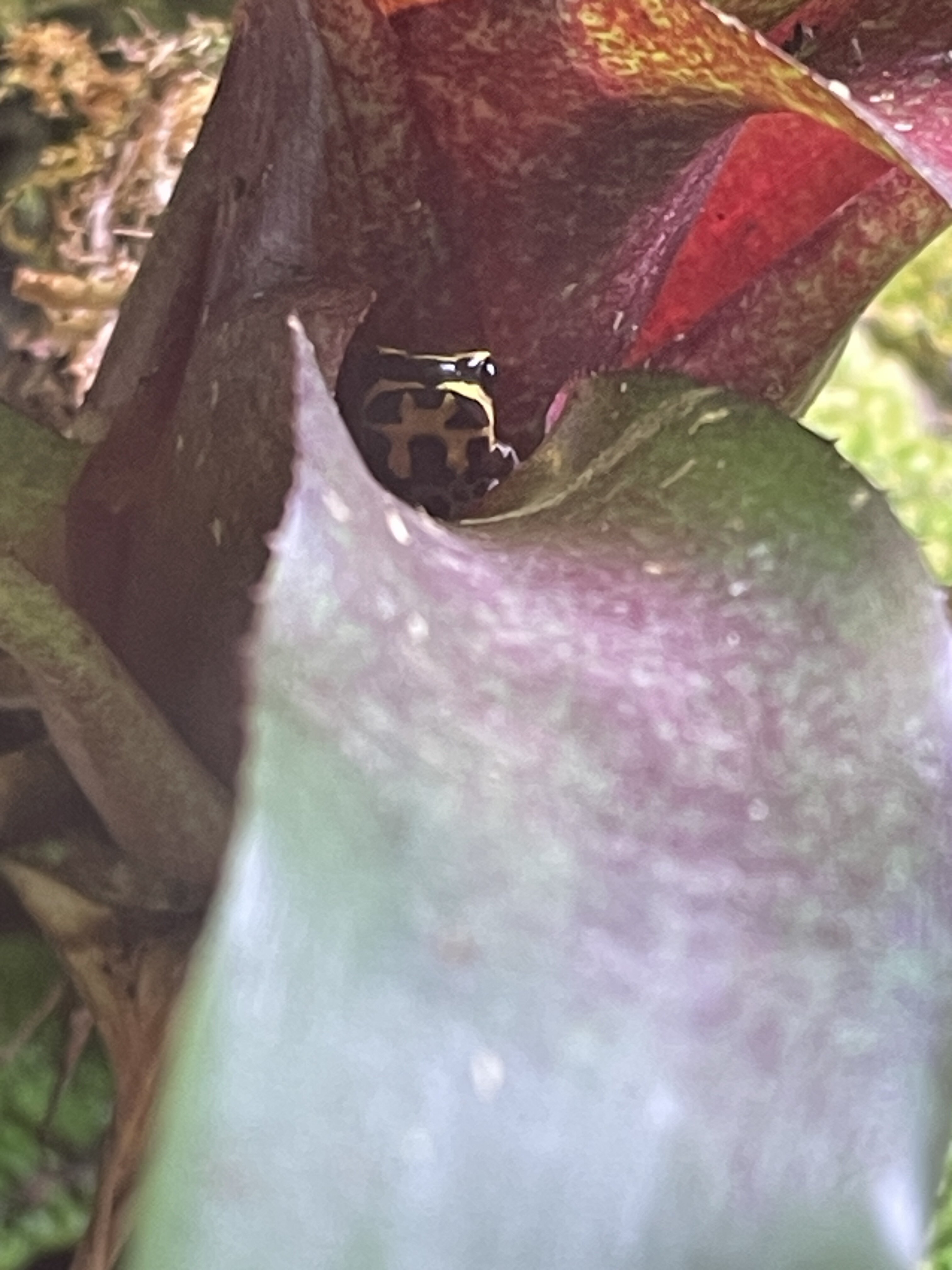 IMG_7598.jpeg