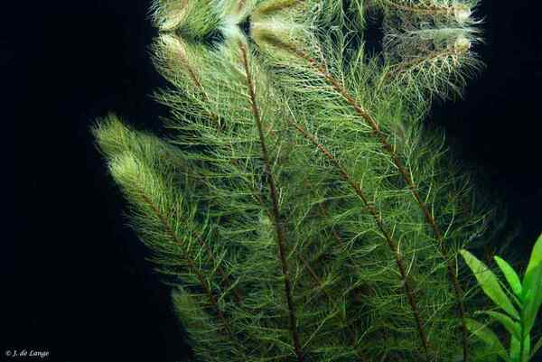 IMyriophyllum Red Stem1.jpg