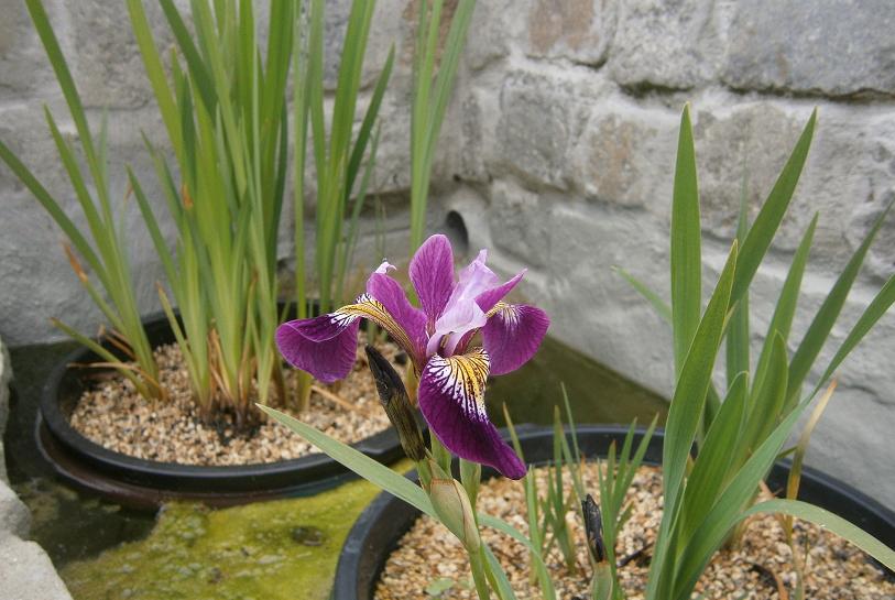 iris.jpg