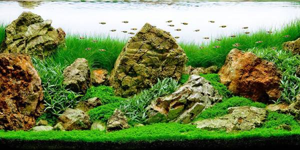 Iwagumi-Aquascape-Styles.jpg