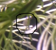 jj.png