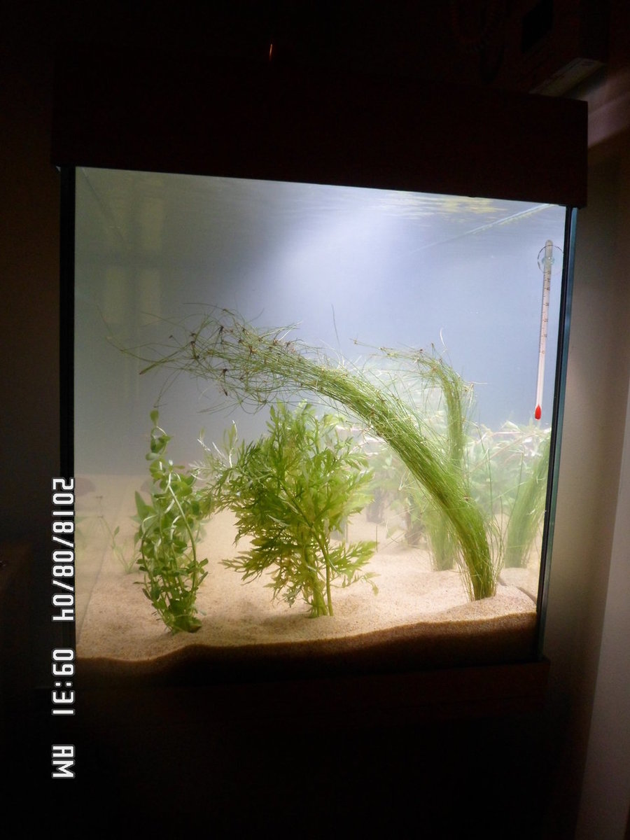 Juwel Rio 180 opstart op 3 Aug 2018 011.JPG