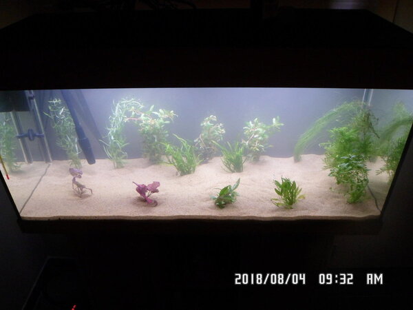 Juwel Rio 180 opstart op 3 Aug 2018 012.JPG