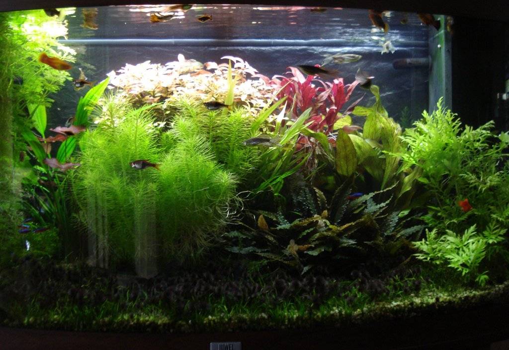 Juwel Vision 180 na 8 maanden 001.jpg