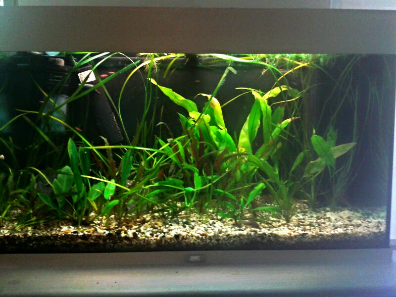 juwel125aquabakgeer.jpg