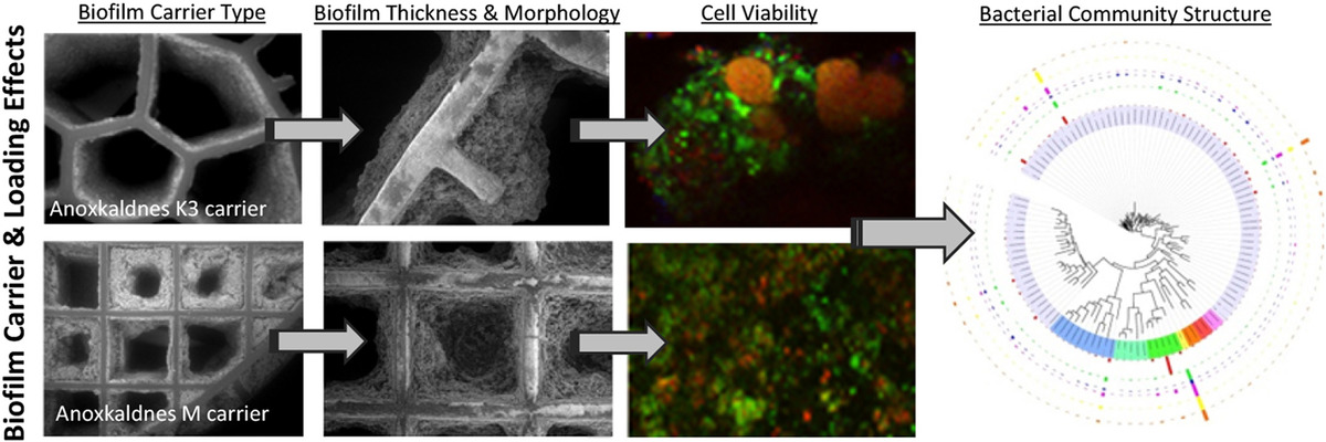 k1biofilm.jpg