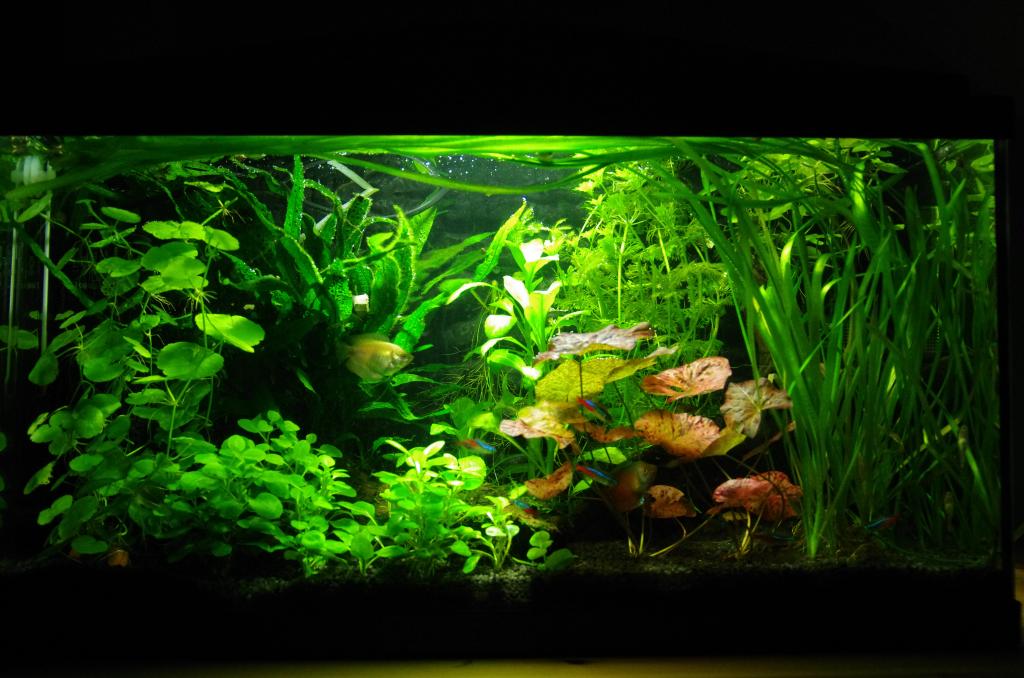 K5II3372_zps5d71ede1.jpg