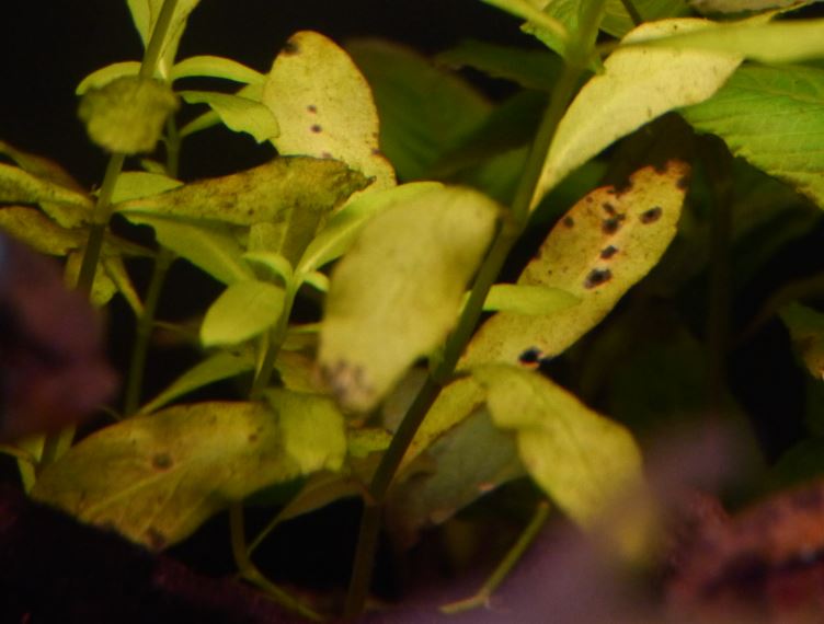 Kalium tekort? | AquaForum