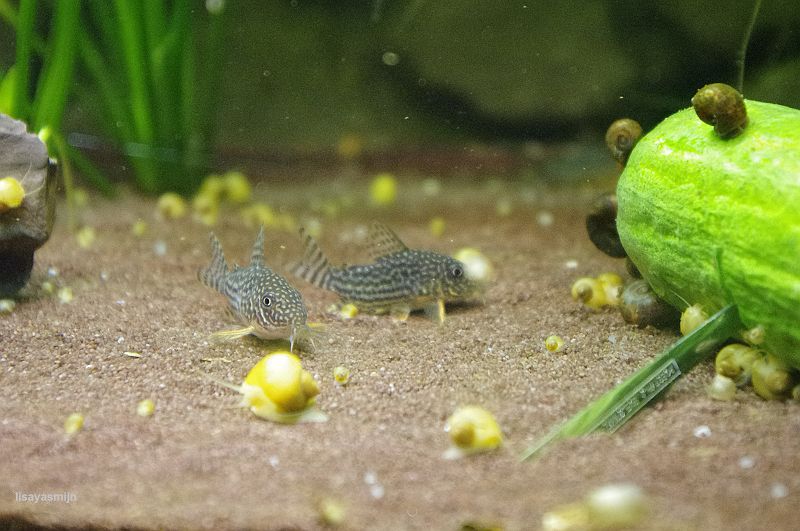 kleine_corys.jpg