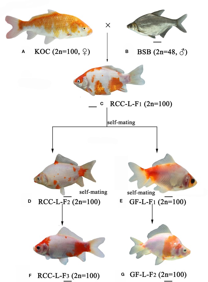 Koi:Stomsnuitbrasem hybriden.jpeg