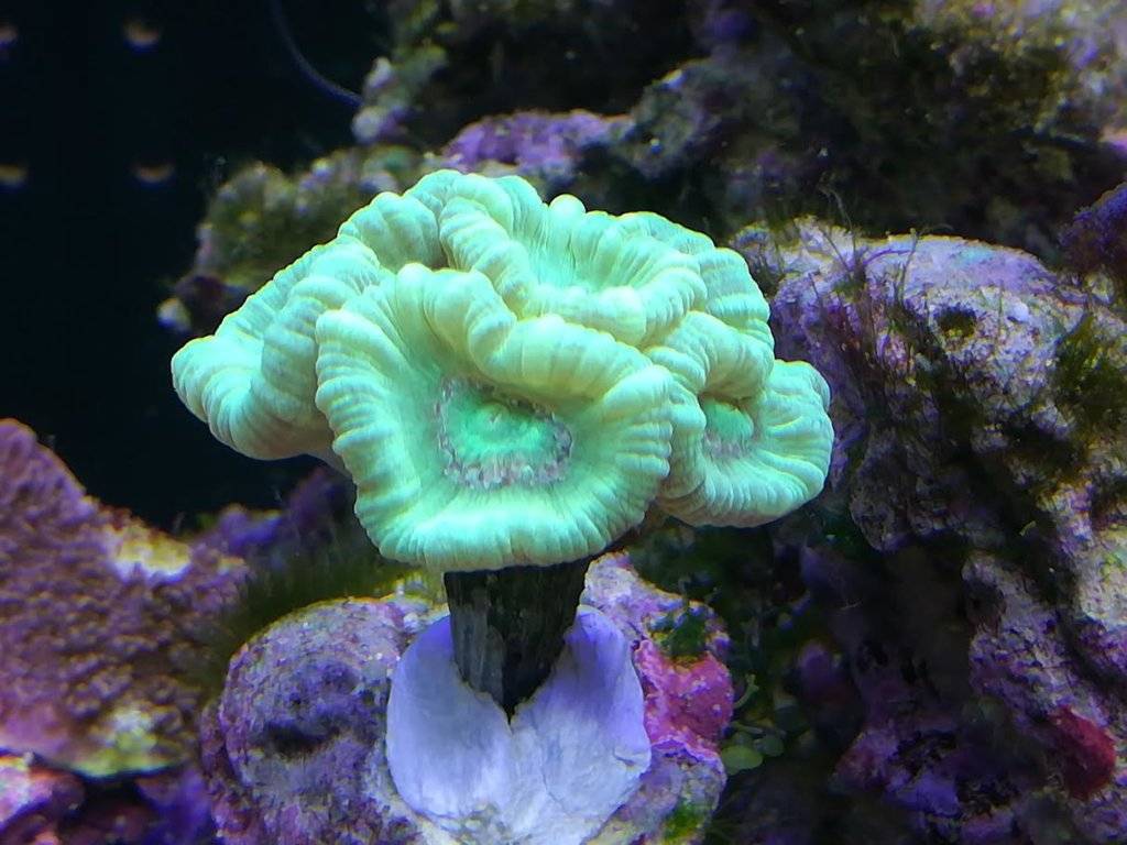 koraal 1.jpg