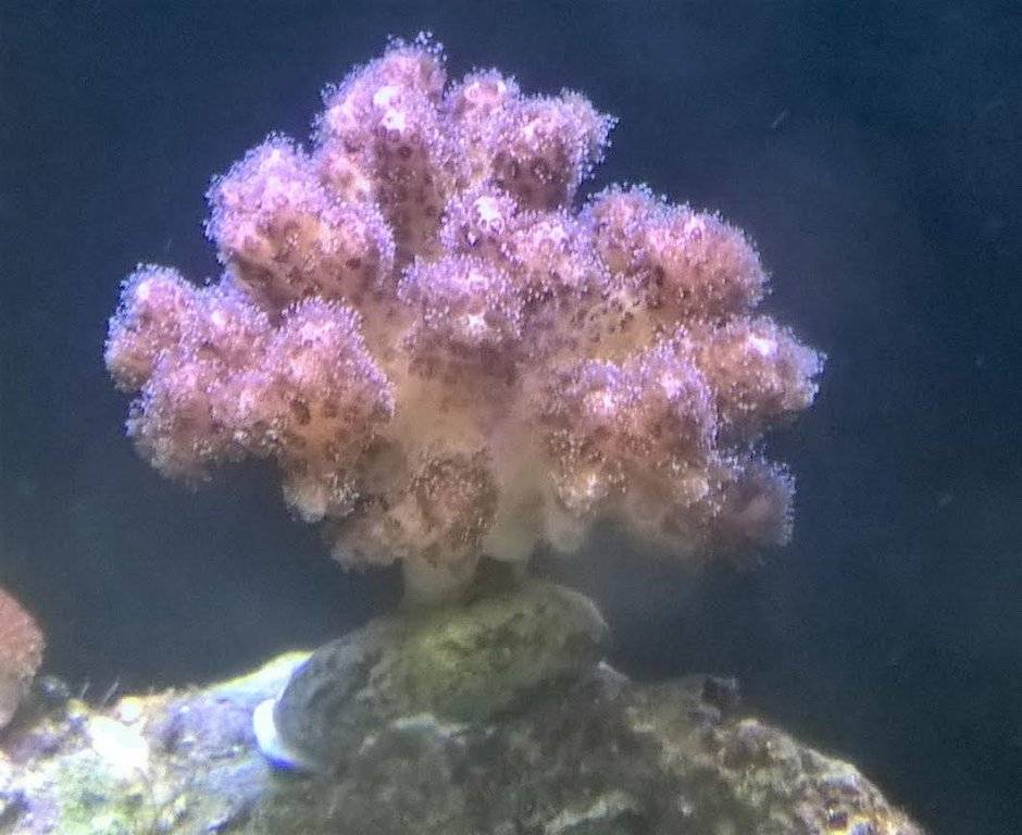 koraal 1 mei 1.jpg