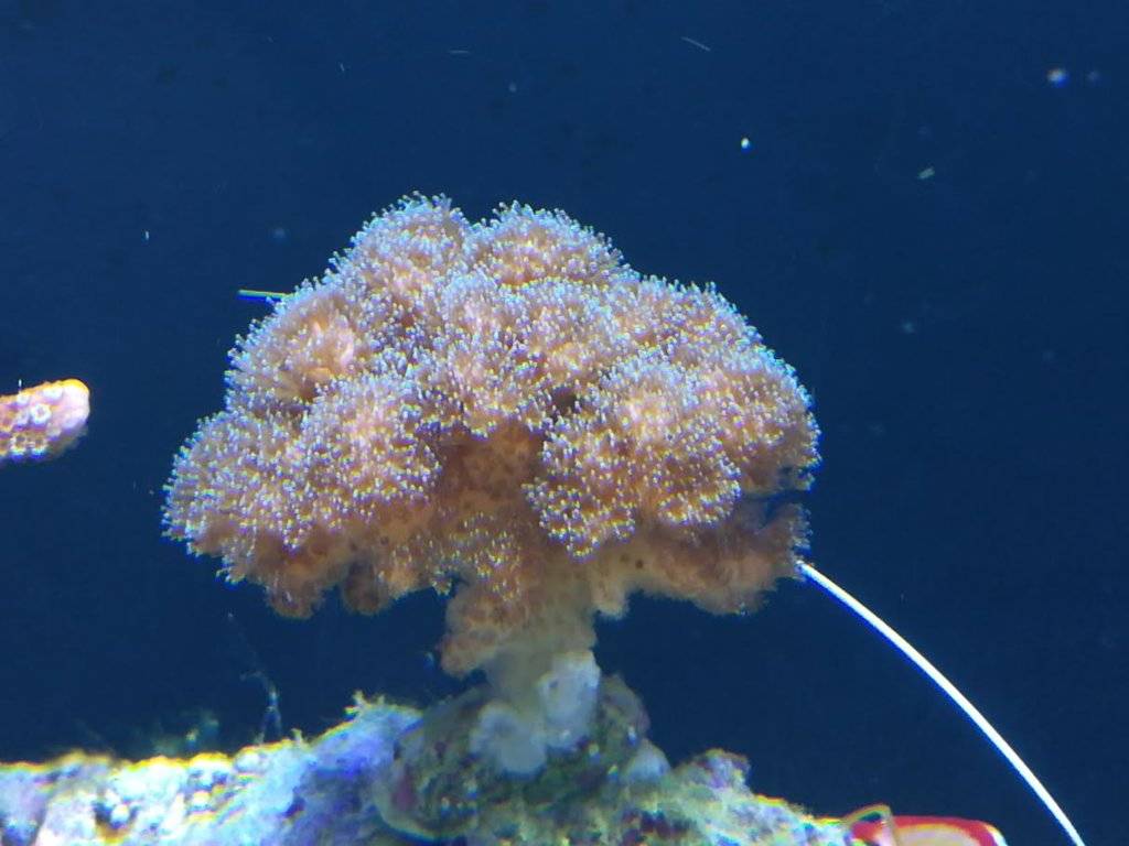 koraal 2.jpg