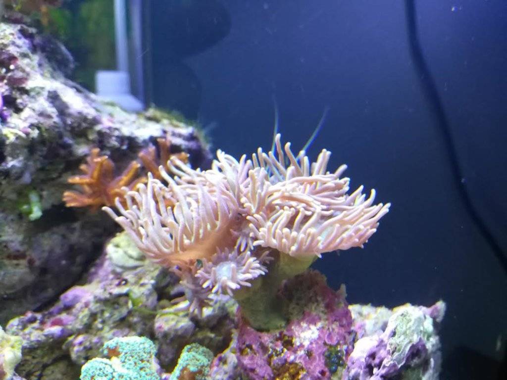koraal 4.jpg