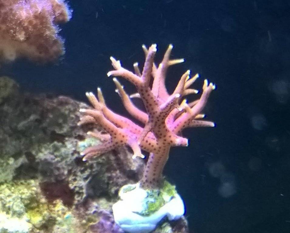 koraal hexia.jpg