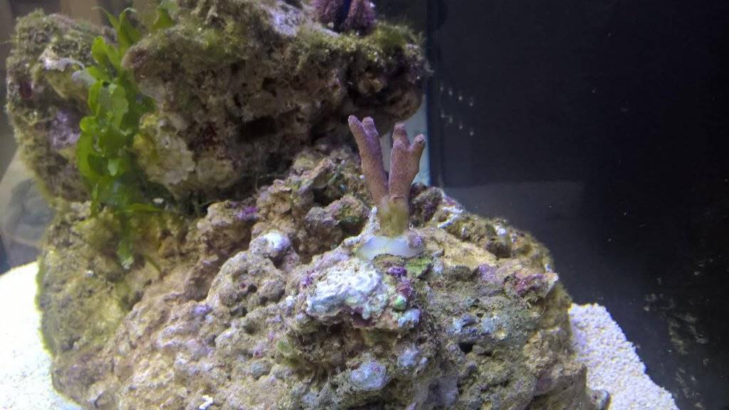 koraal teenkoraal.jpg