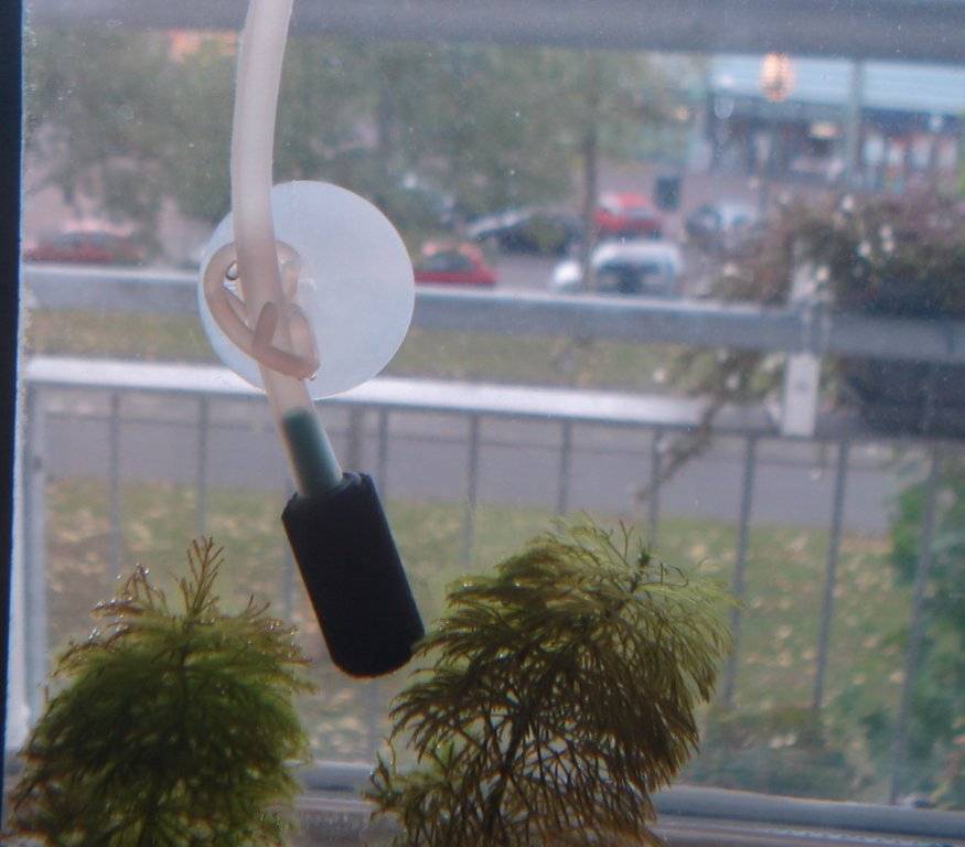 Kweek opstelling II 001.jpg