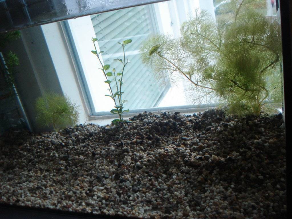 Kweek opstelling II 004.jpg