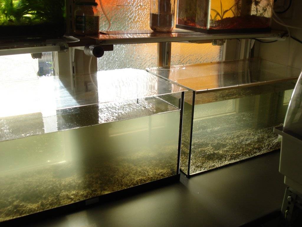 kweekopstelling 001.JPG