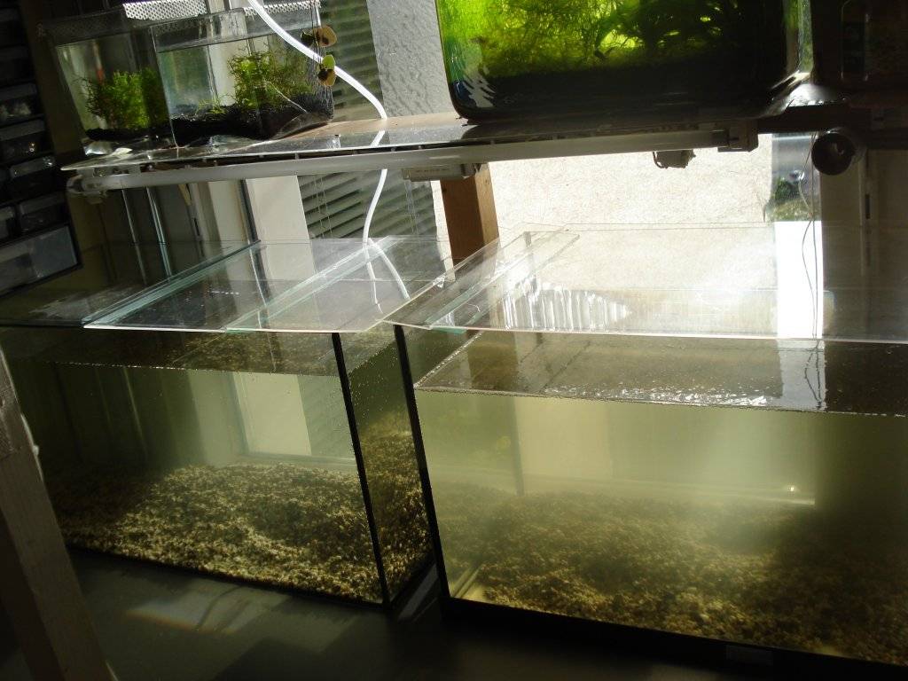 kweekopstelling 002.JPG