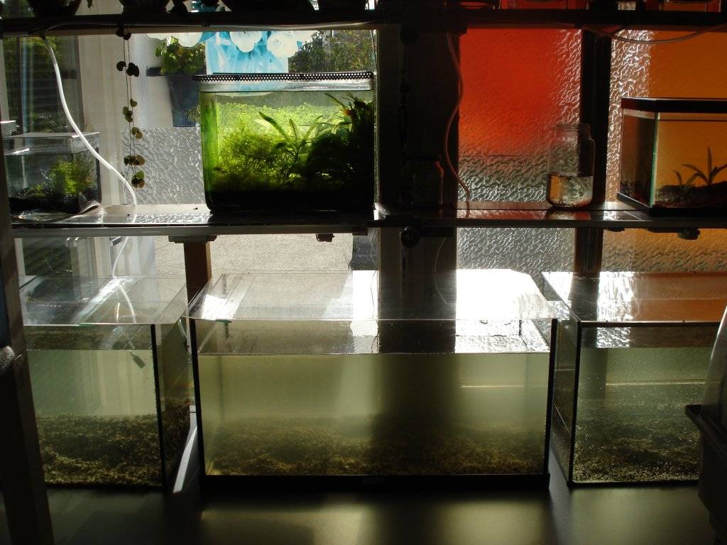 kweekopstelling 003.JPG