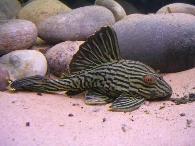 L191 panaque nigrolineatus_o.jpg