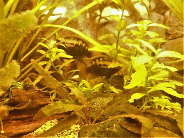 Laetacara Dorsigera ngest (9) - kopie.jpg