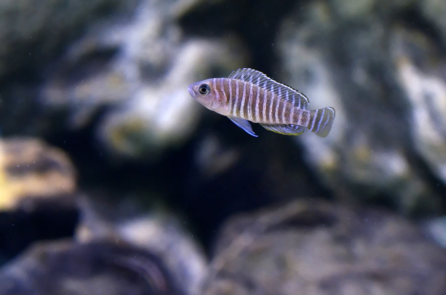Lamprologus%20similis%2014.jpg