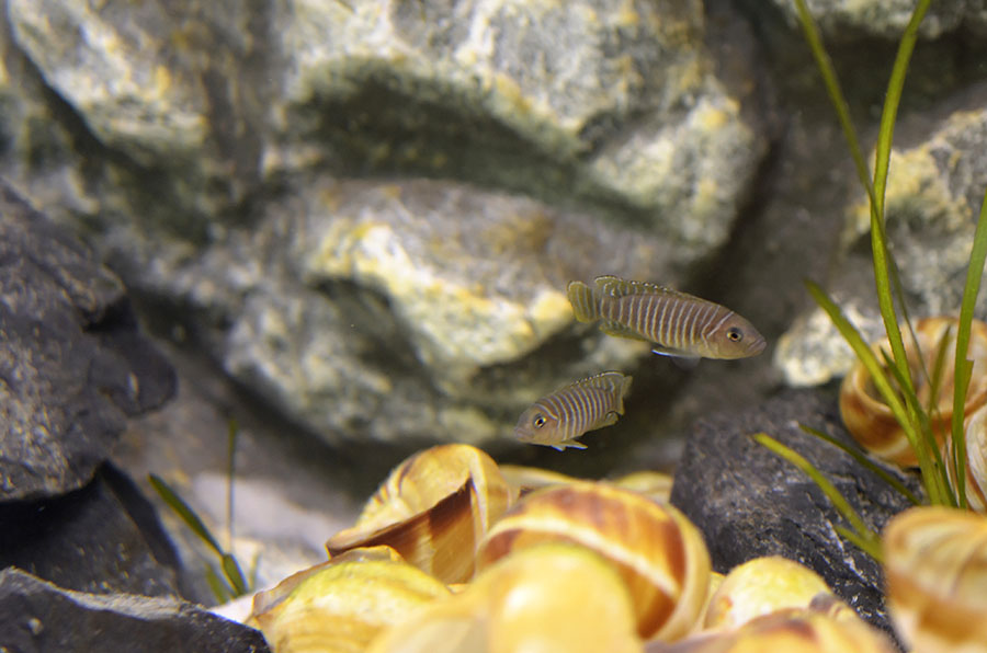 Lamprologus%20similis%203.jpg