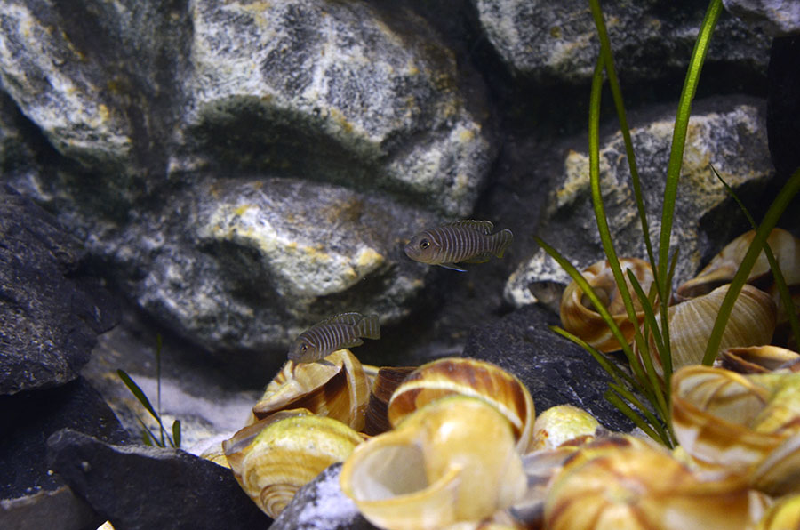 Lamprologus%20similis%209.jpg