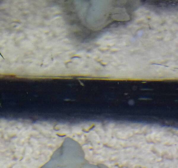 larfje waaierhand az.jpg