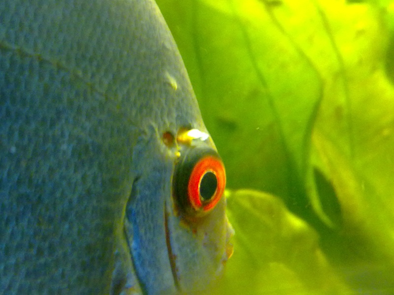 lenn13_discus2.jpg