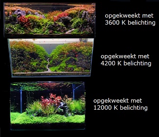 licht en lumen copy.jpg