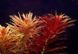 Limnophila Aromatica.jpg