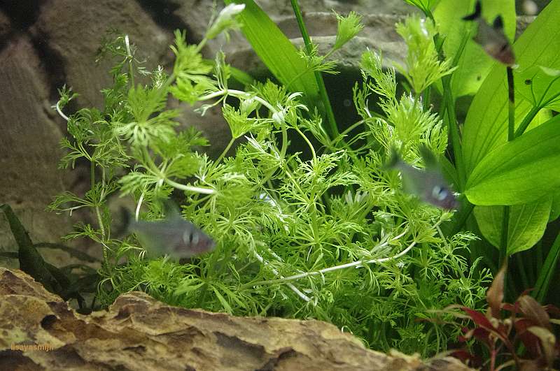 limnophila_sessilaflora240.jpg