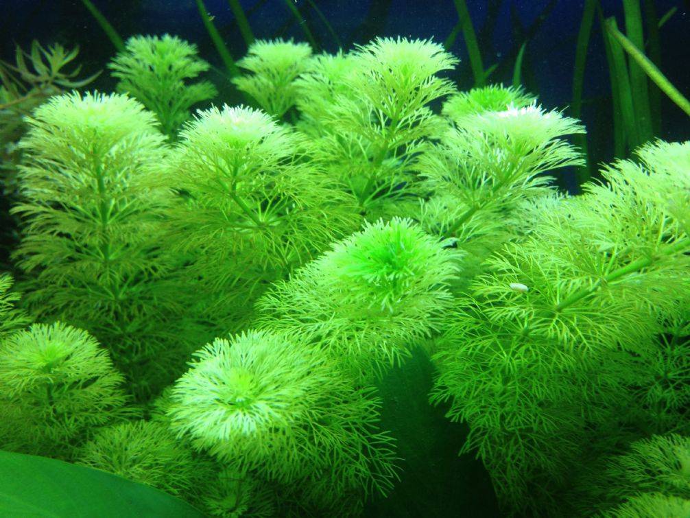 Limnophilia Sessiflora (Ambulia).jpg