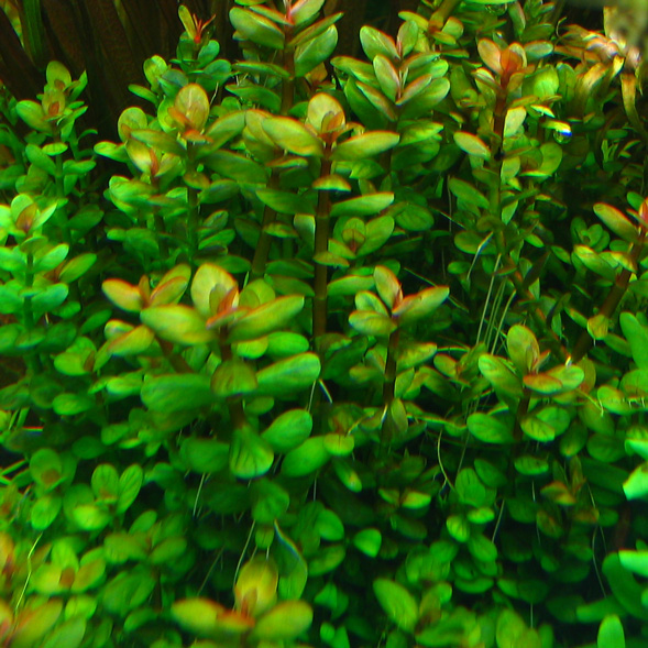 Lindernia-sp.-India-Aquatic-plant-for-sale-and-where-to-buy-Aquaticmag.jpg