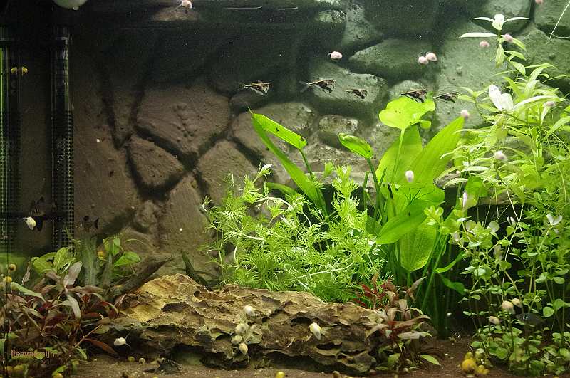 links_voor_nieuwe_planten.jpg