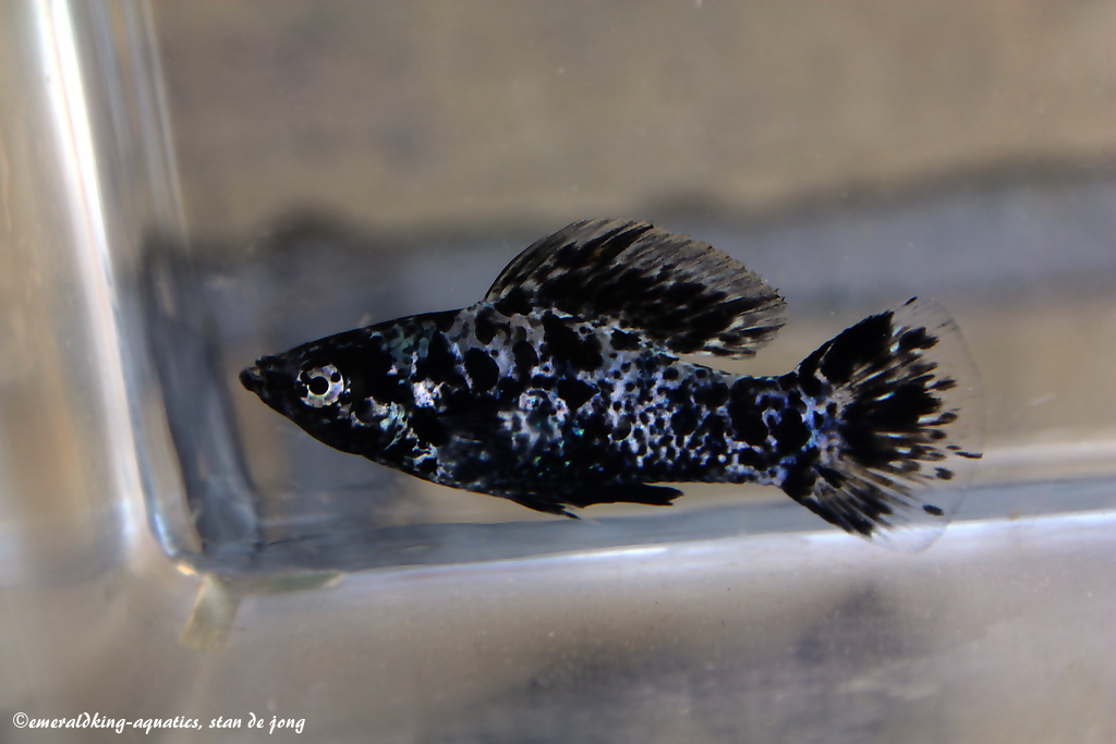 livebearer4 004.jpg