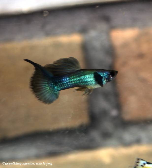 livebearer6 006a.jpg