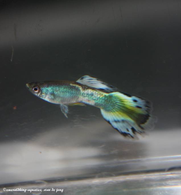 livebearer6 038a.jpg