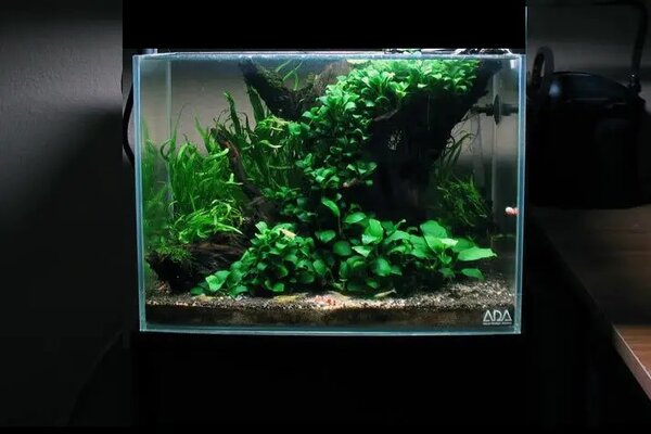 low-tech-plant.jpg