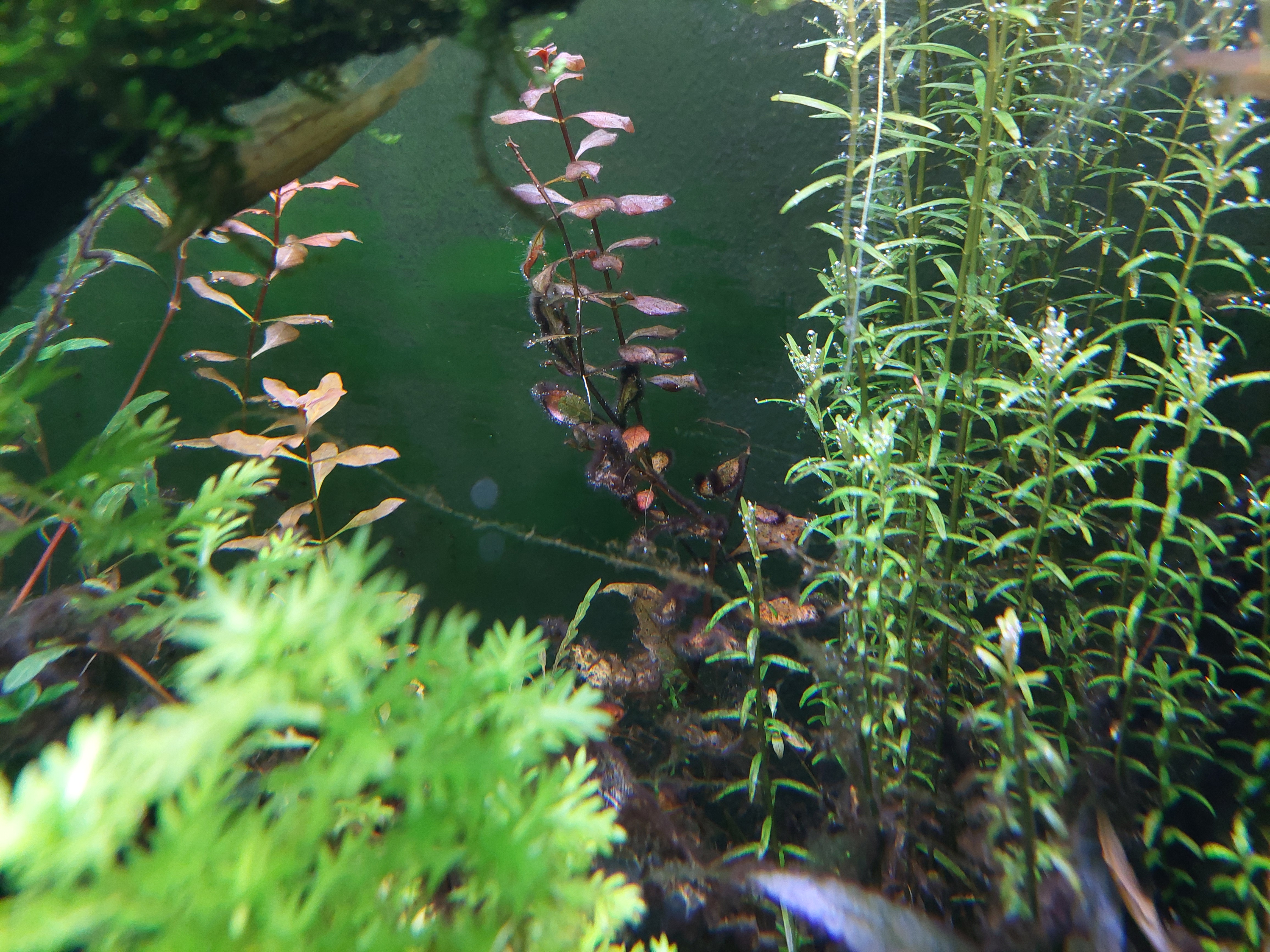 Ludwigia.jpg