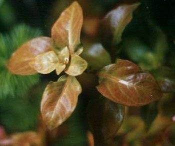 Ludwigia Repens Rubin.jpg