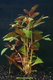 Ludwigia repens (rubin (Kruipend waterlepeltje)).jpg