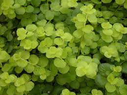 Lysimachia.jpg